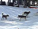 Perros_de_trineo.JPG